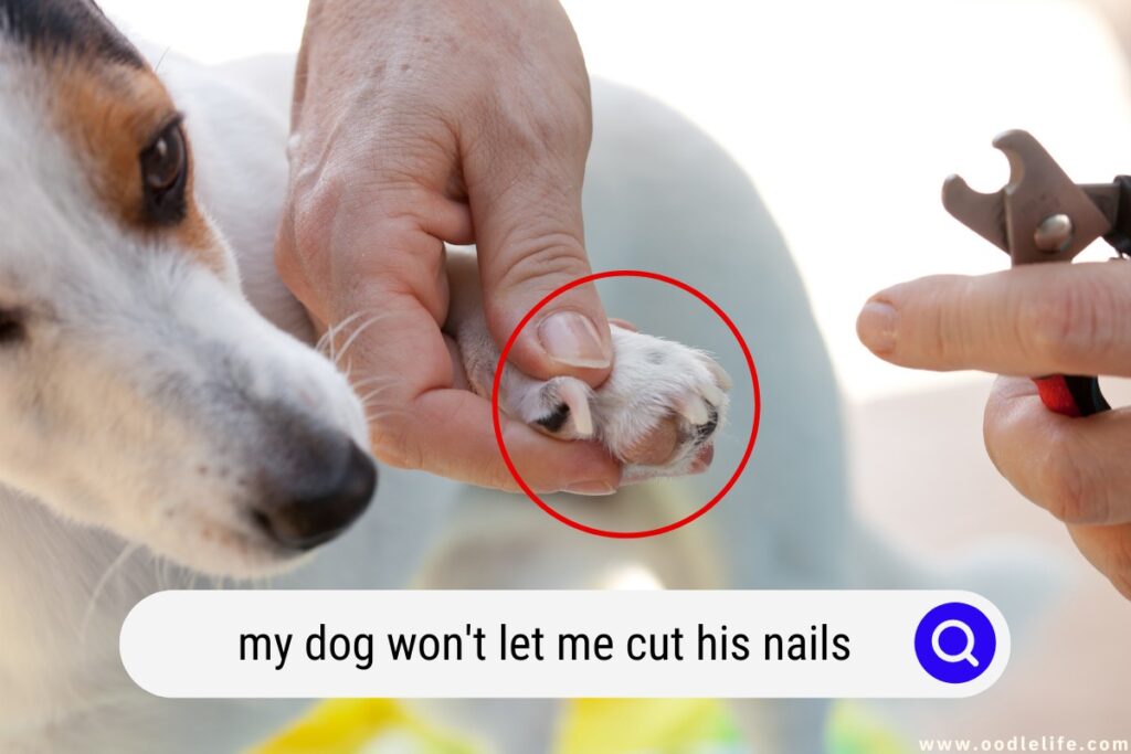 my dog won't let me cut his nails