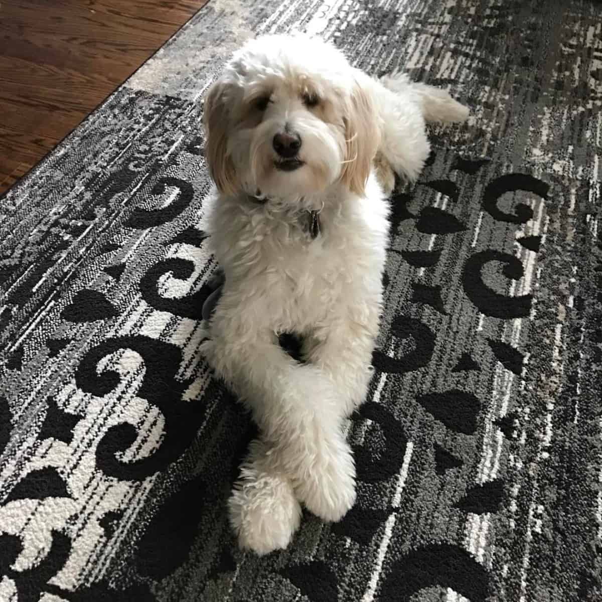 new carpet featuring cross legs Goldendoodle