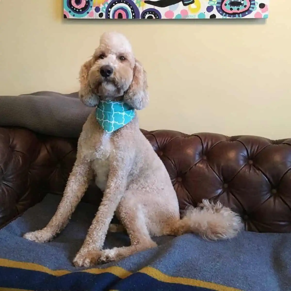 new haircut of Goldendoodle