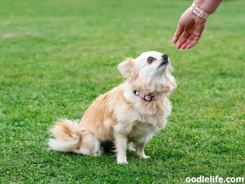 owner trains Chihuahua outside