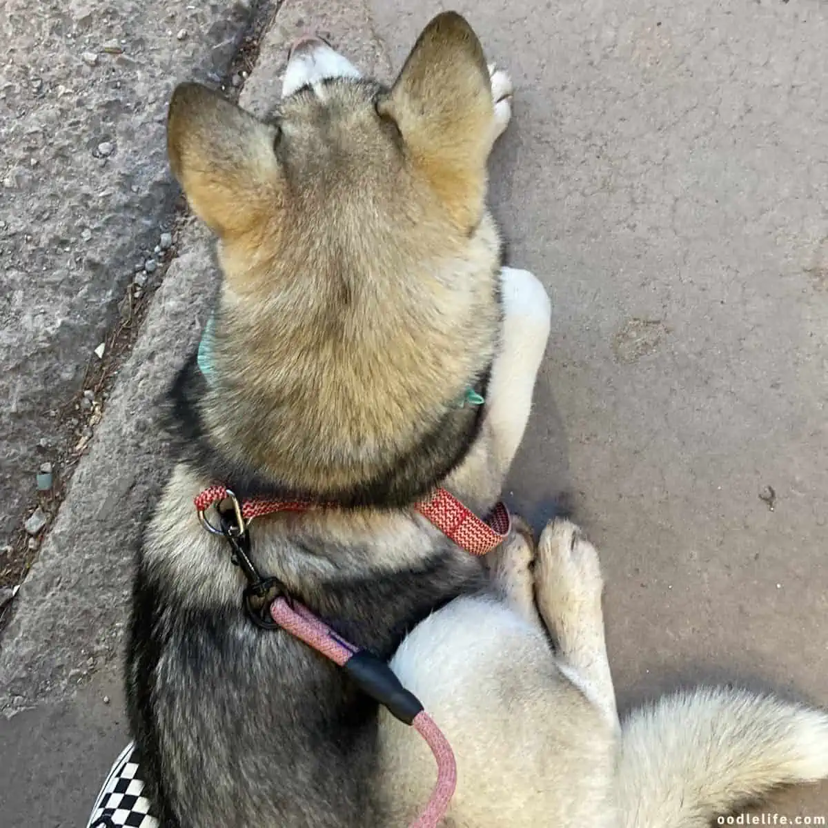 patient Husky puppy