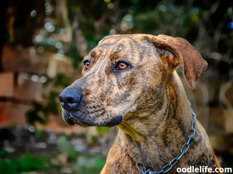 Plott Hound side shot