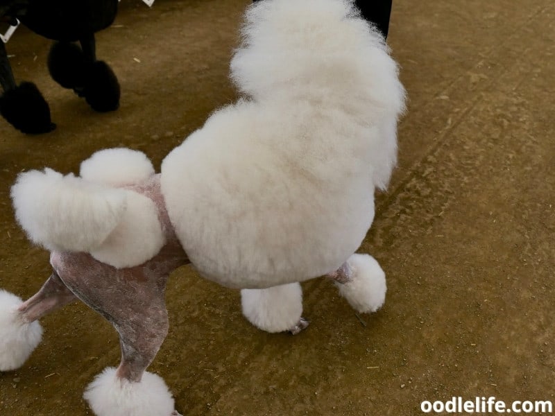 pom pom hairstyle for Poodles and Goldendoodles