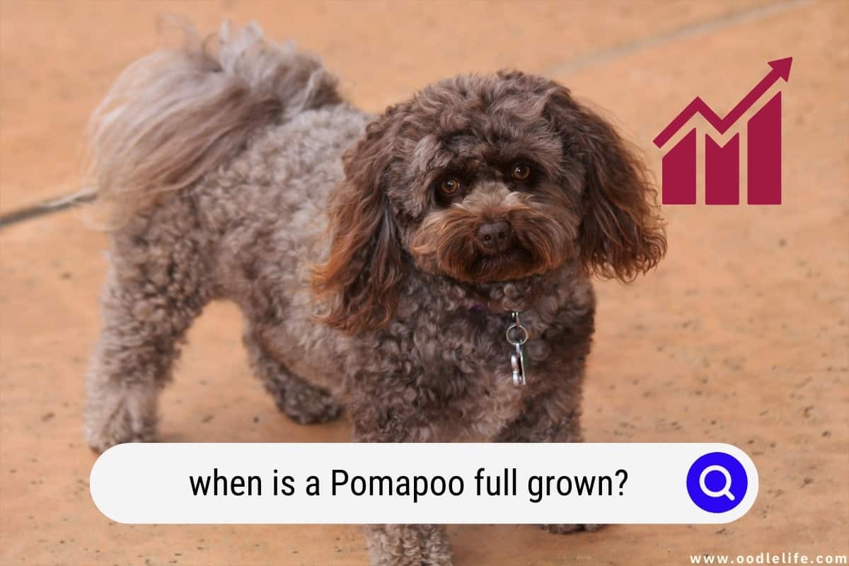 Pomapoo full hot sale grown