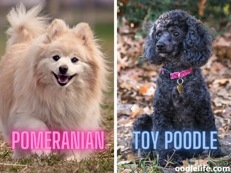 Pomeranian and Toy Poodle dogs at the park