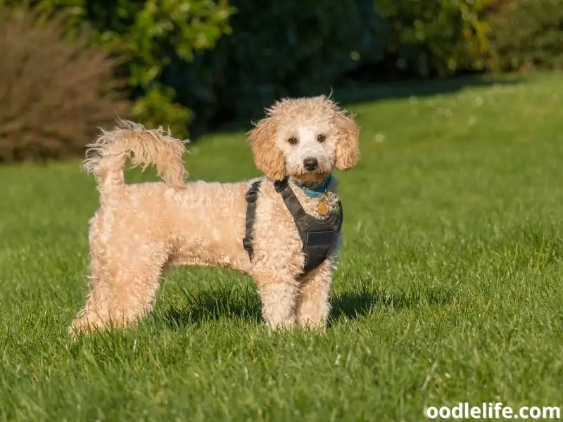 Poochon at the park