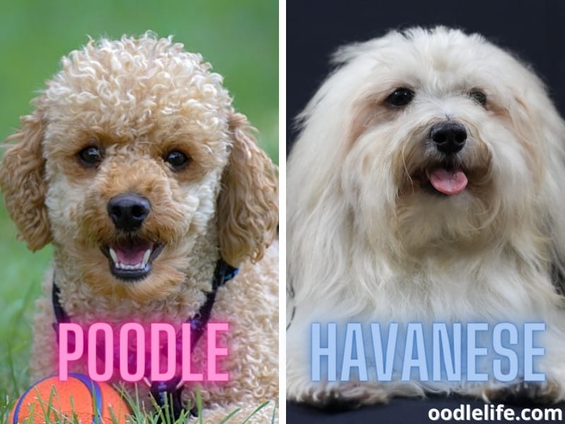 Poodle and Havanese dogs