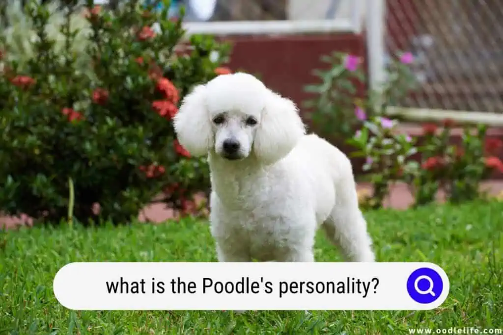 Poodle's personality
