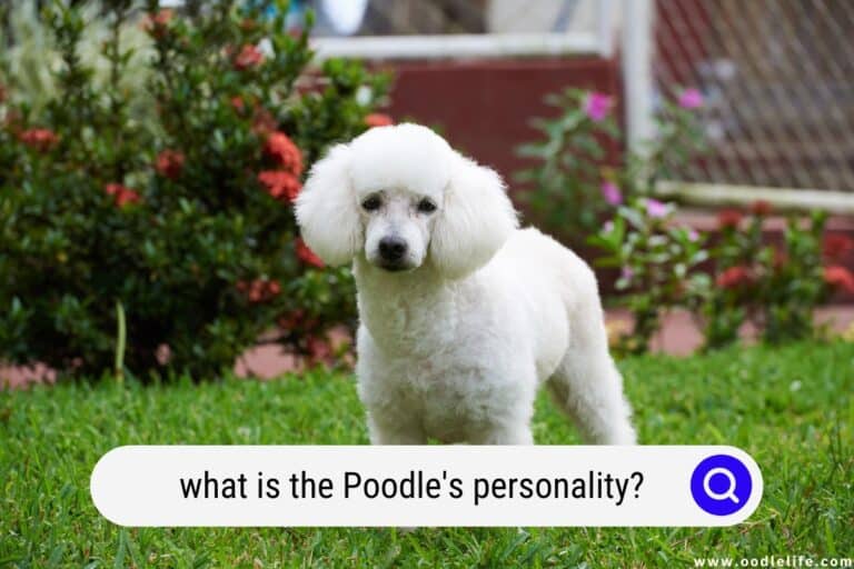 What is the Poodle’s Personality? (BEFORE You Adopt)