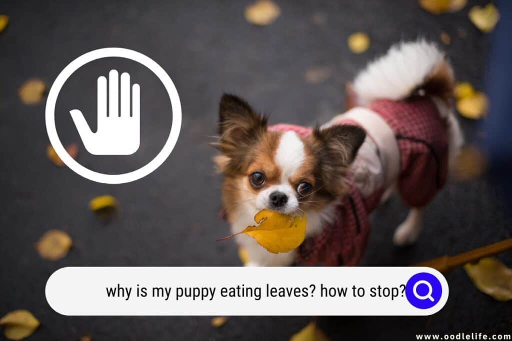 puppy eating leaves