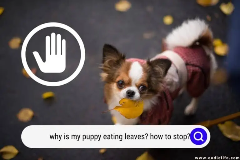 Why Is My Puppy Eating Leaves? (How To STOP)