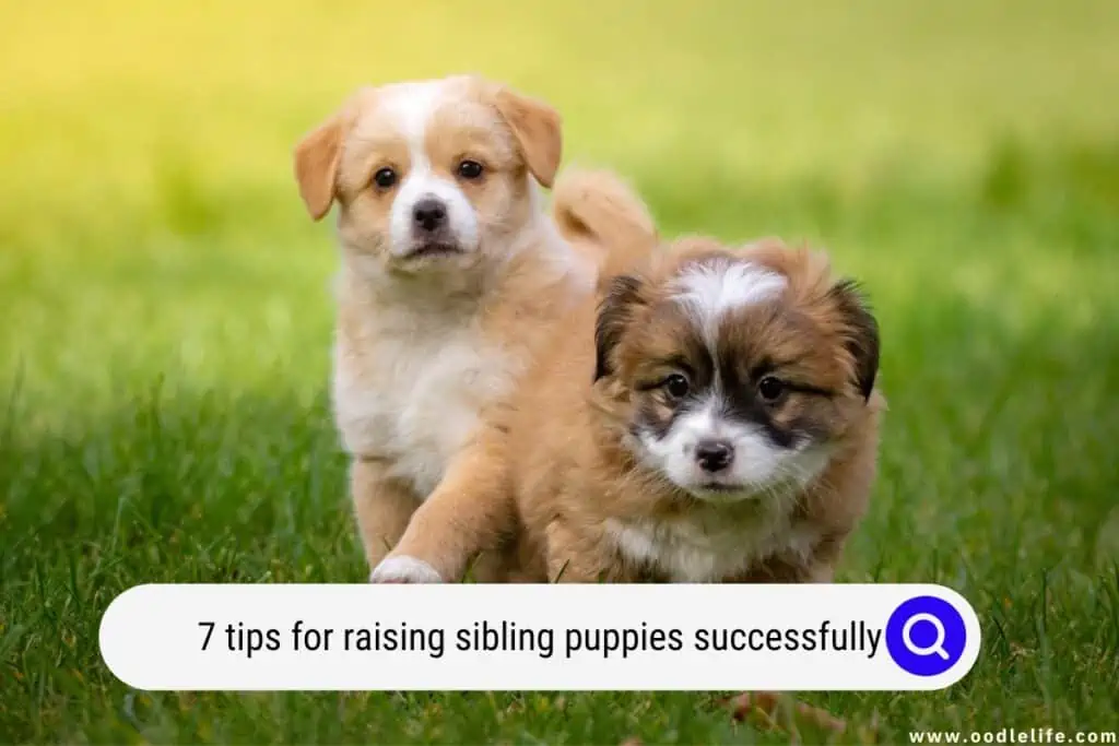 raising sibling puppies successfully