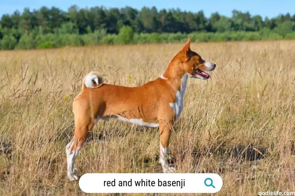 red and white basenji in a field of long grass