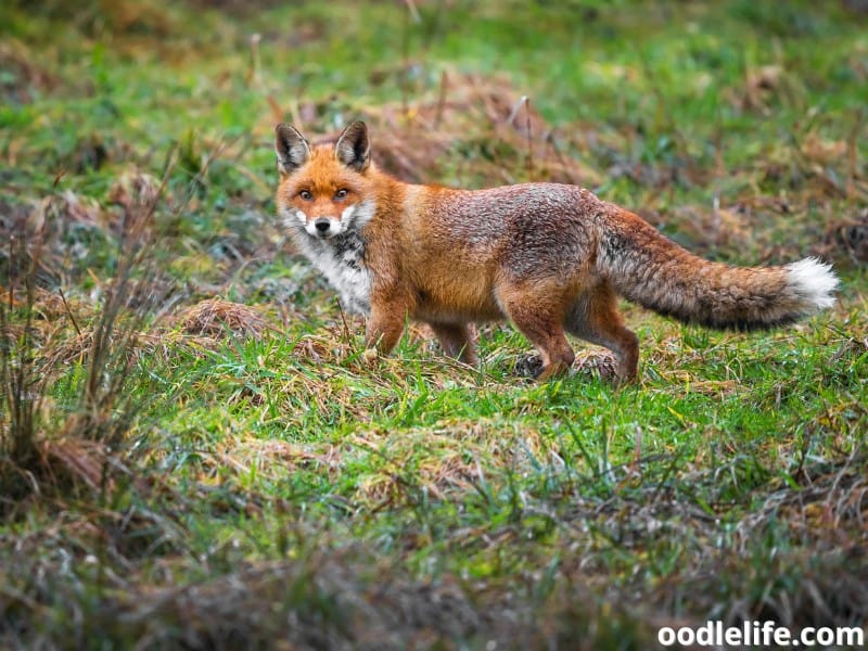 red fox roaming around
