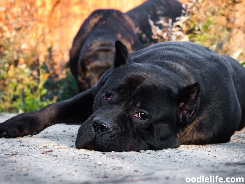 sad Cane Corso lying