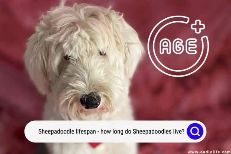 Sheepadoodle Lifespan: How Long Do Sheepadoodles Live?