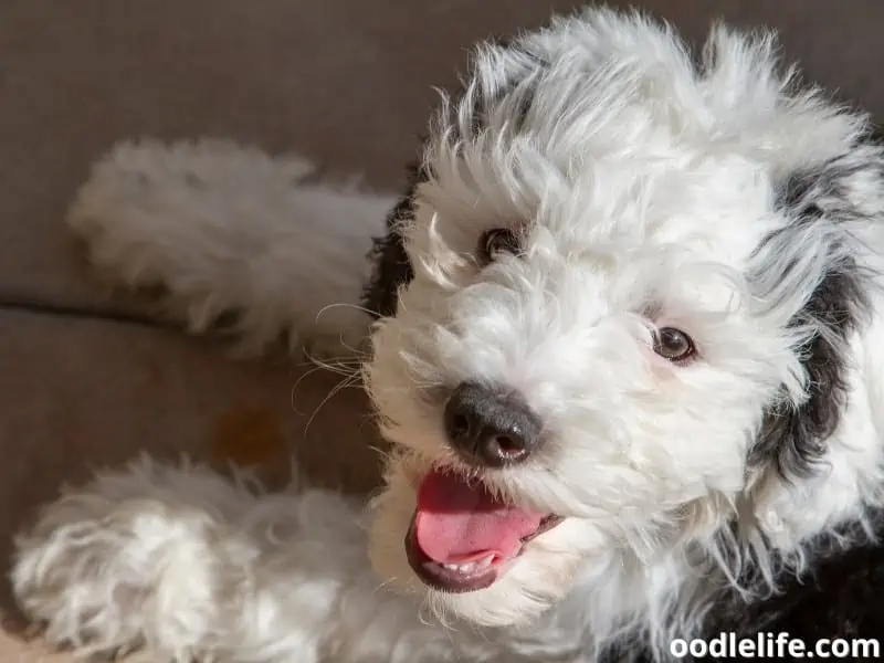 Sheepadoodle puppy looks cheerful