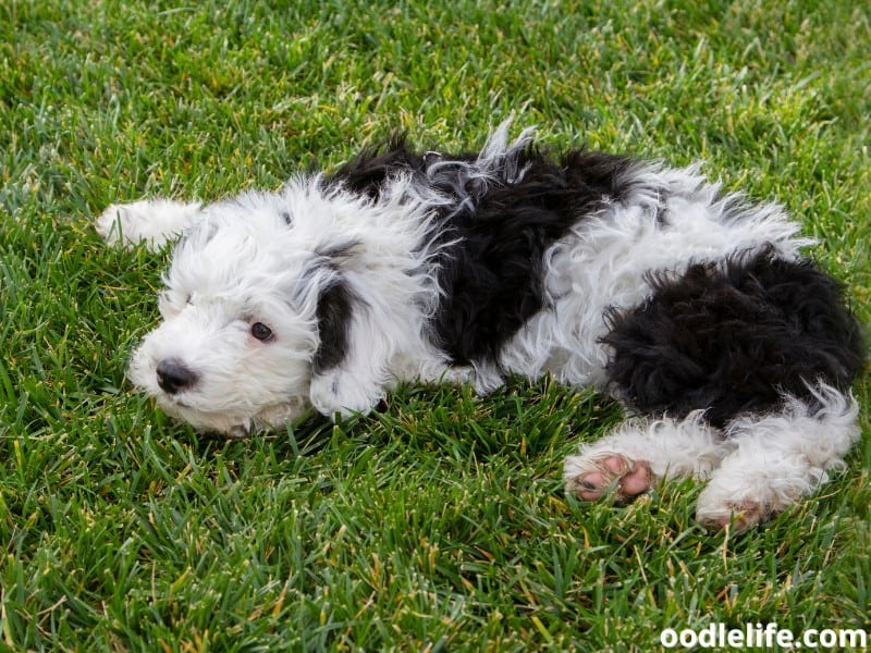 Sheepadoodle puppy lying on the grass