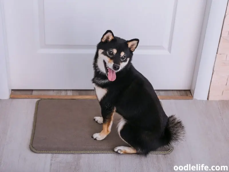 Shiba Inu sits on the doormat