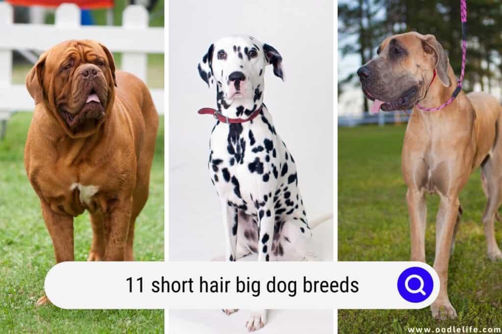 short hair big dog breeds
