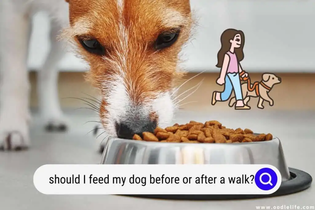 should I feed my dog before or after a walk