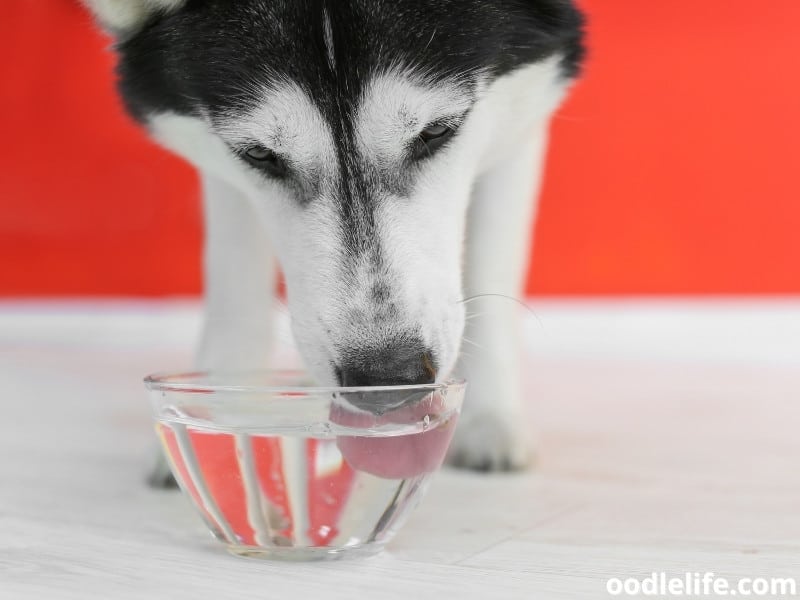 How Much Water Do Huskies Drink