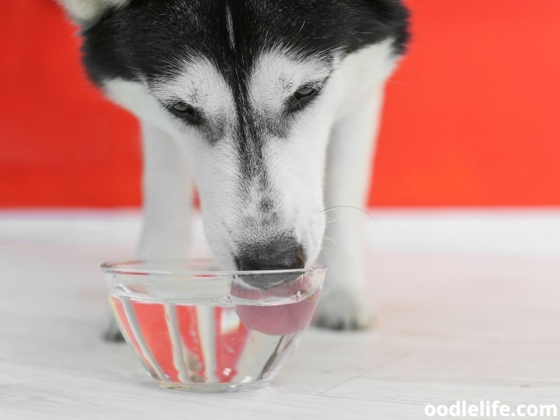 Siberian Husky drinks water
