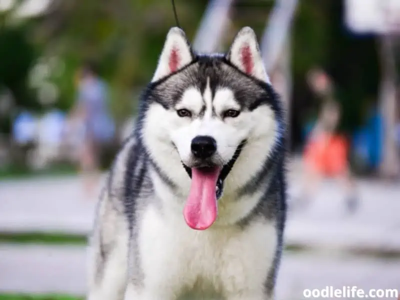 Siberian Husky panting at the park