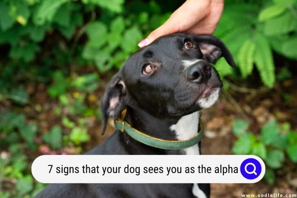 signs that your dog sees you as the alpha