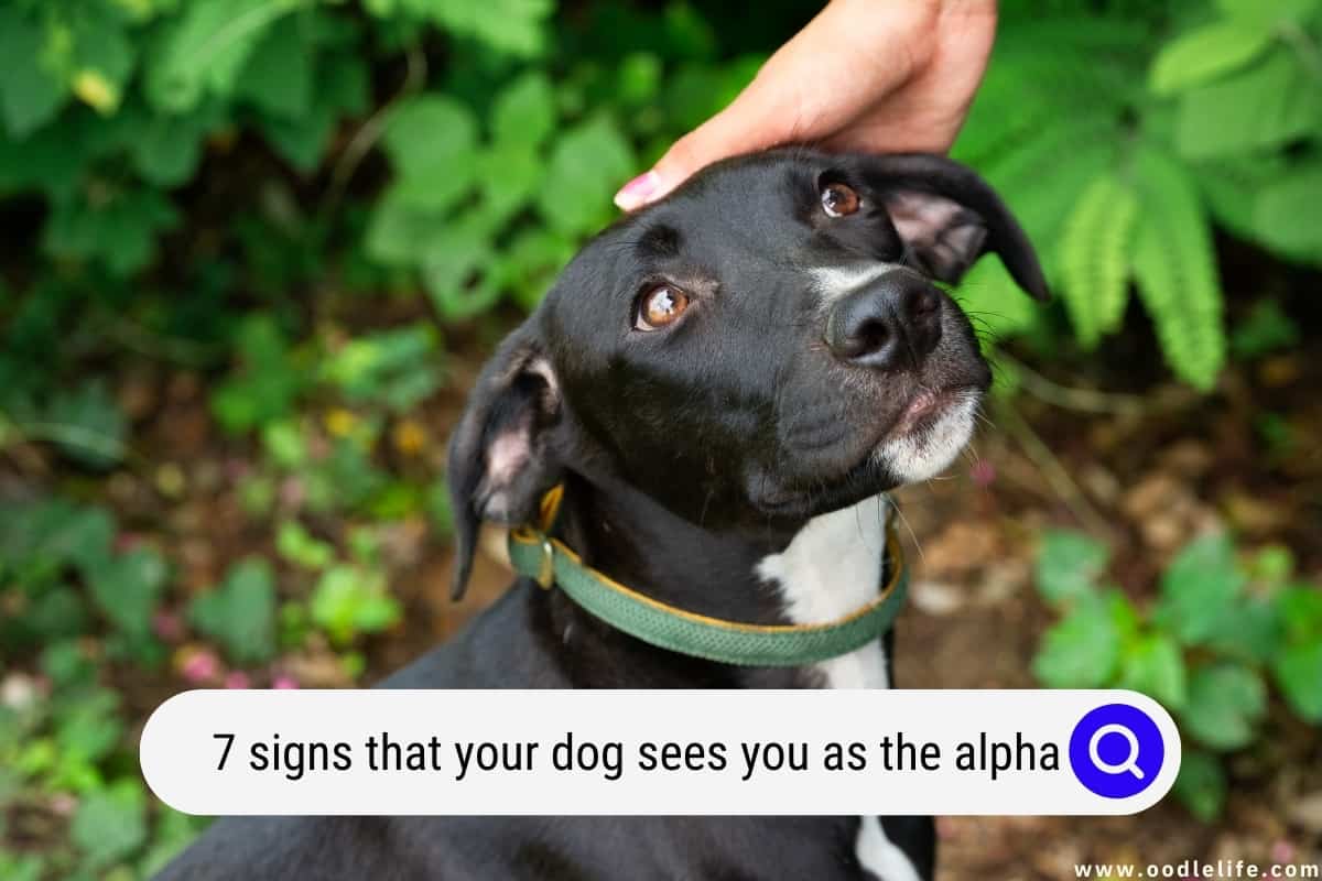 How do I know if my dog sees me as the alpha?