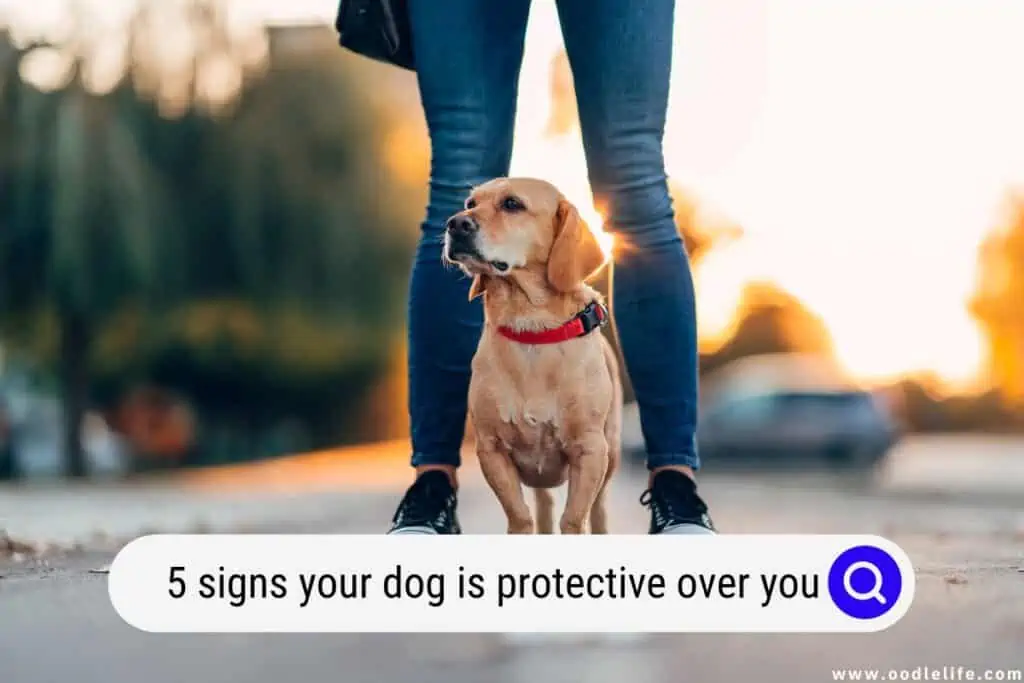 signs your dog is protective over you