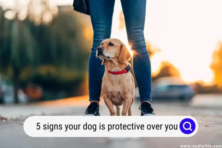 5 Signs Your Dog Is Protective Over You 