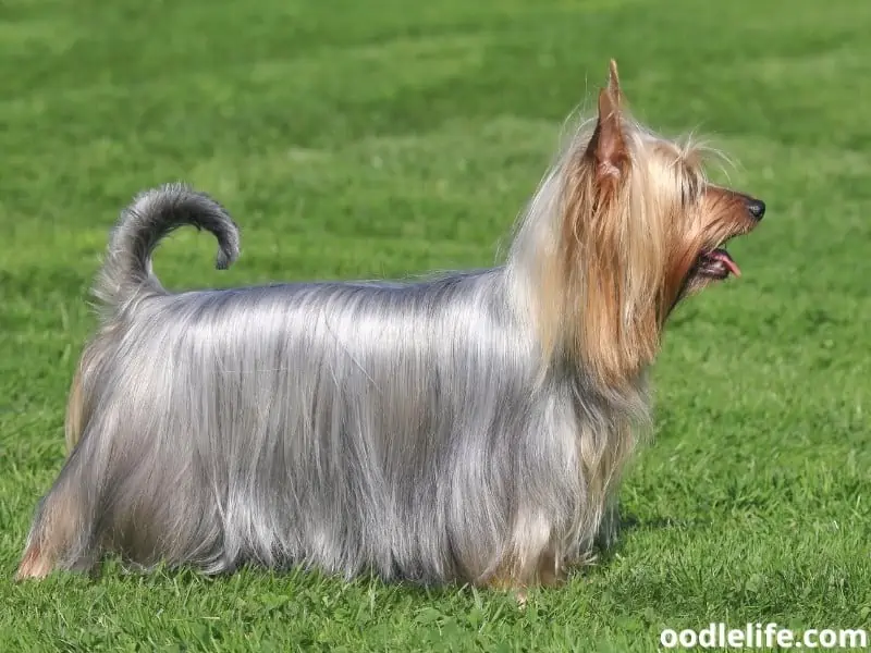 Silky Terrier standing outdoors