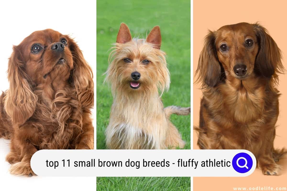 Top 11 Small Brown Dog Breeds (With Photos) Fluffy Athletic - Oodle Life