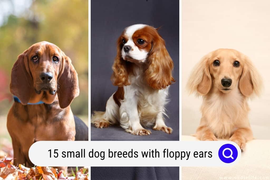 small dog breeds with floppy ears