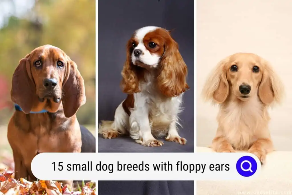 small dog breeds with floppy ears