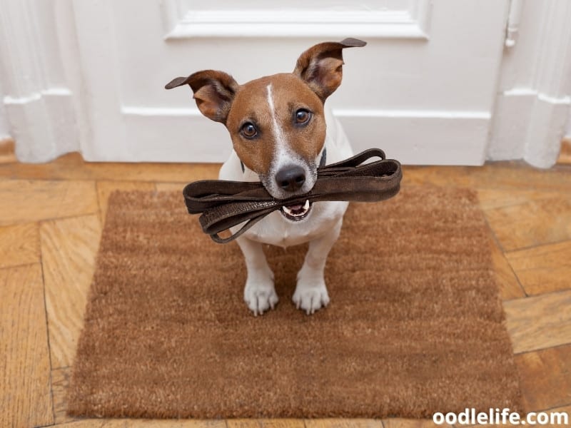 5 Best Dog Doormat Choices In 2023 Oodle Life