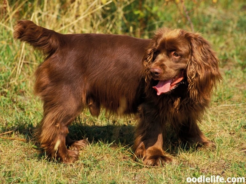Sussex Spaniel stands on the grass