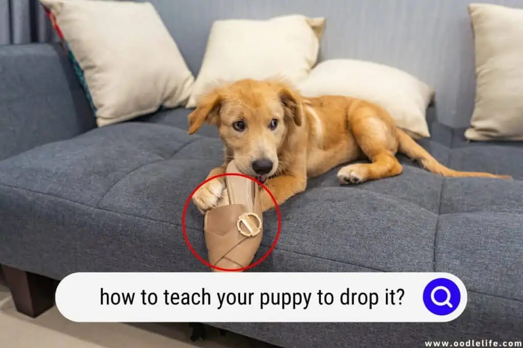 teach your puppy to drop it