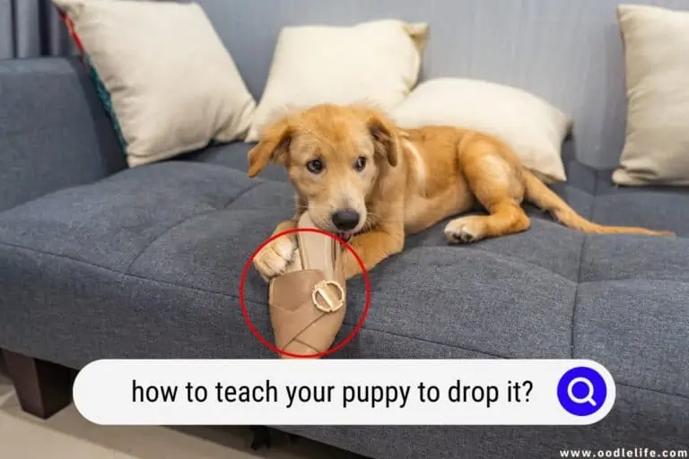 How To Teach Your Puppy To Drop It?
