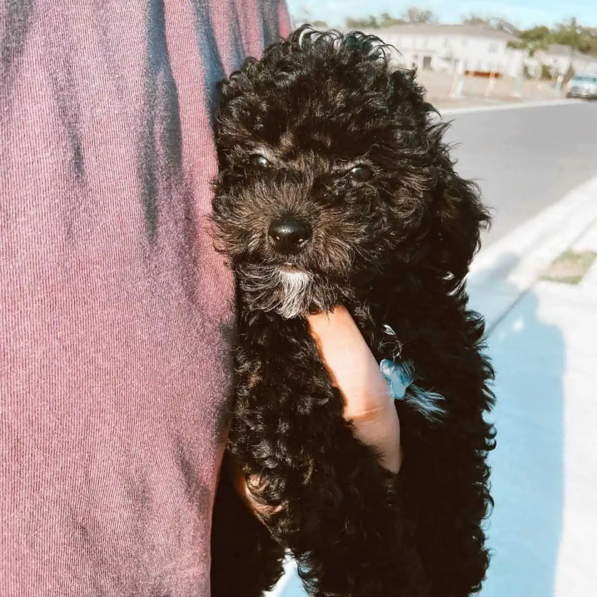 Toy Poodle loves being with his human