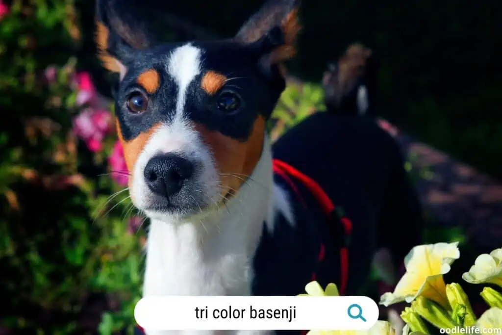 stunning tri color Basenji puppy