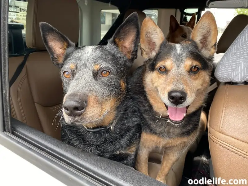 two Blue Heeler siblings in the car