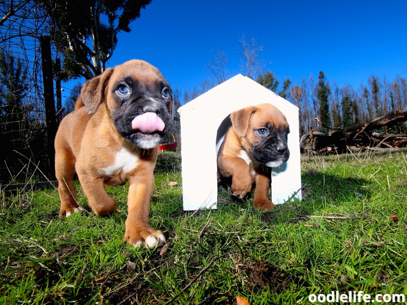 two Boxer puppies playing