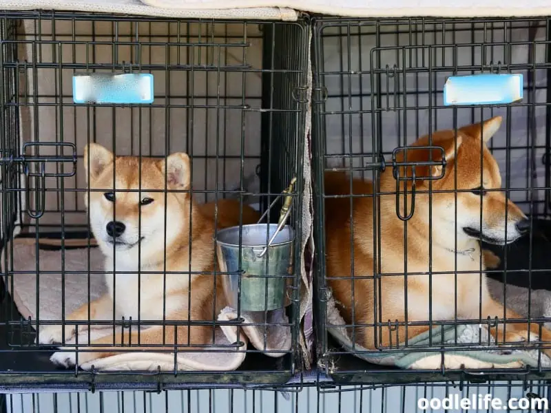 two Shiba Inus inside the crates