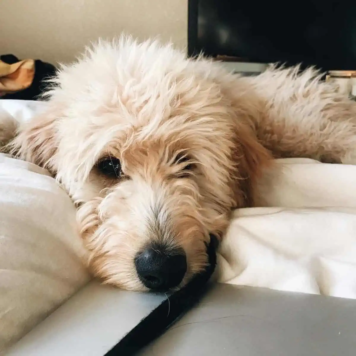 weak Goldendoodle lying on the couch