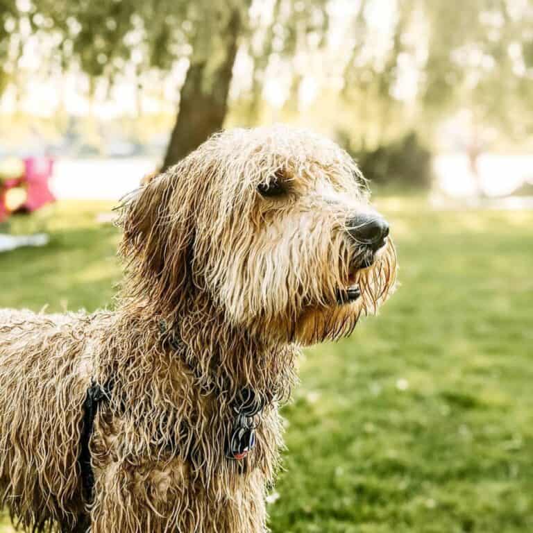 How To Deal With Goldendoodle Matting? Oodle Life