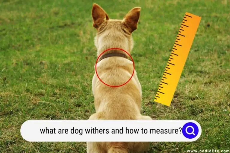 What Are Dog Withers (and How to Measure)?