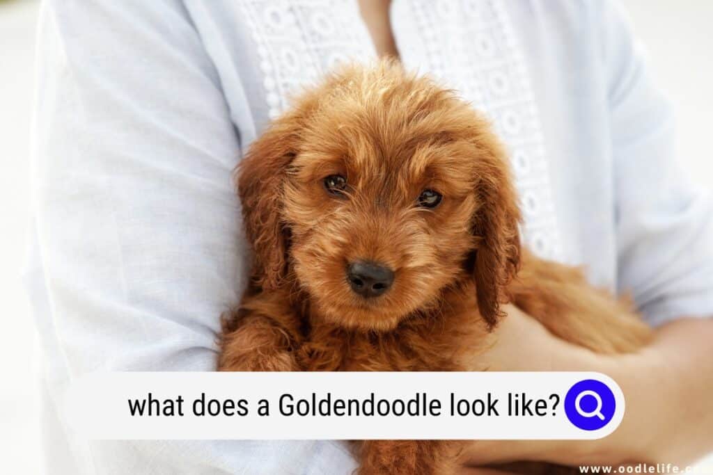 what does a Goldendoodle look like