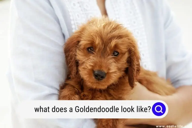 What Does a Goldendoodle Look Like?